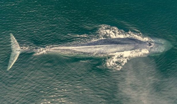 /photos/news/blue whale_351e1_md.jpg